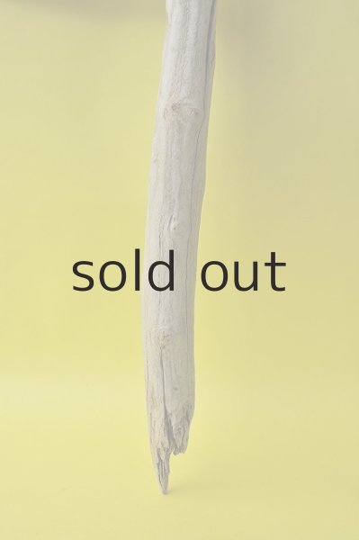 画像2: 幹流木 (2)