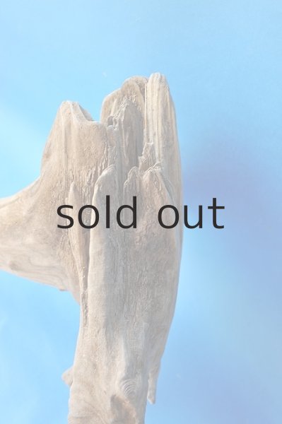 画像4: 大型 根 (4)