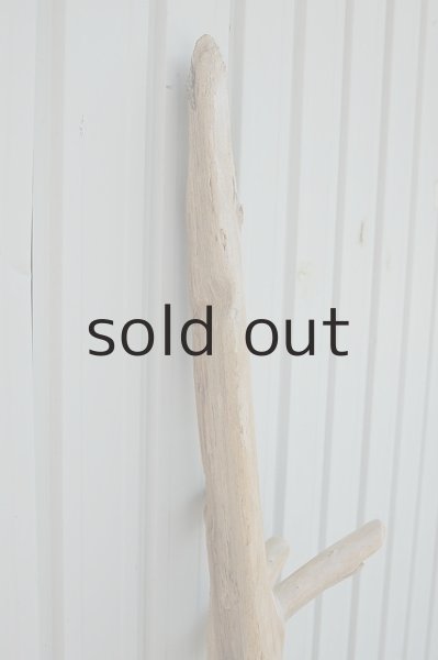 画像2: 大型 幹 (2)