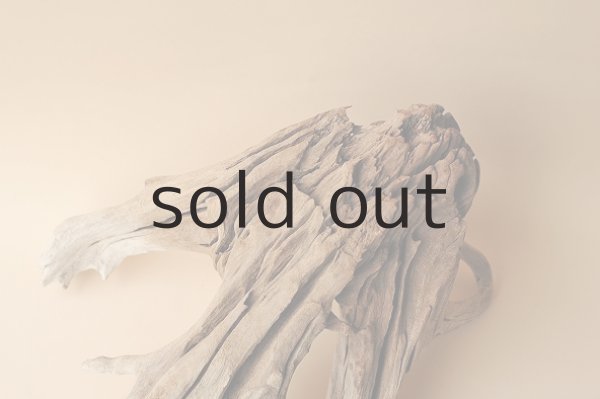 画像4: 流木根 (4)