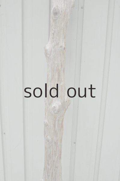 画像4: 大型 変形幹 (4)