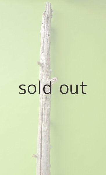 画像4: 幹流木 (4)