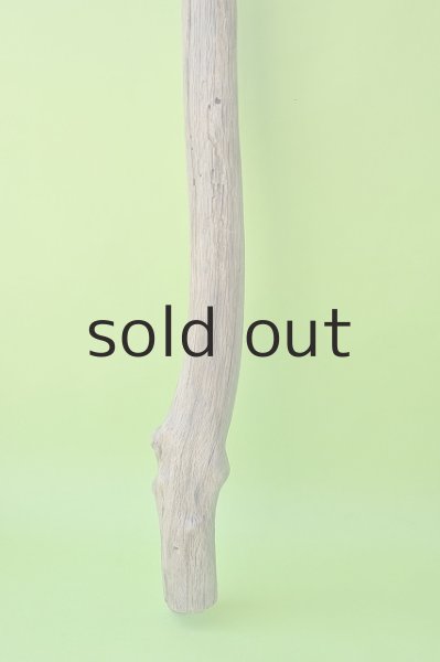 画像2: 幹流木 (2)