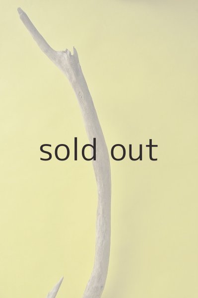 画像4: 幹流木 (4)