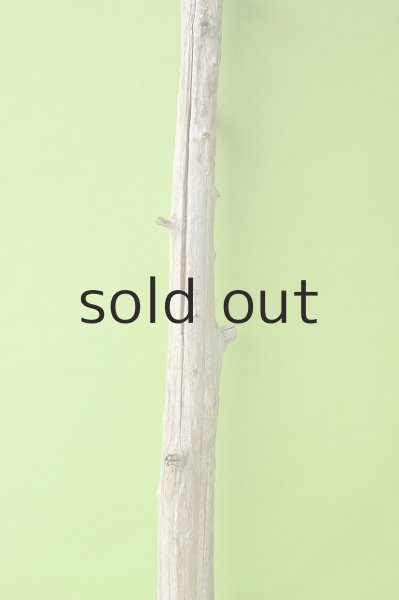 画像3: 幹流木 (3)