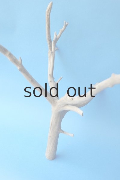 画像2: 枝流木 (2)