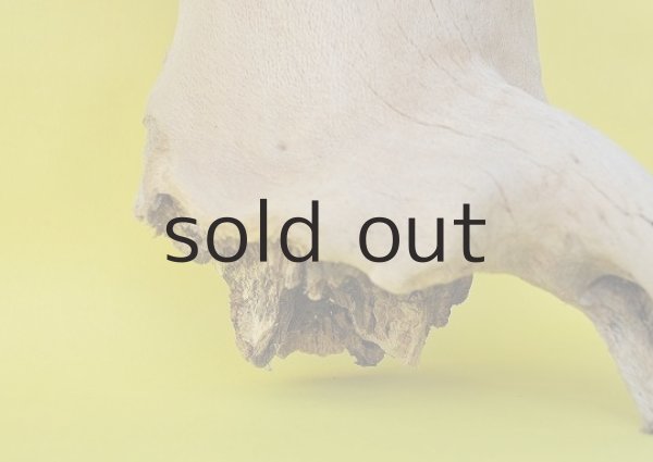 画像3: 大型 幹・根 (3)