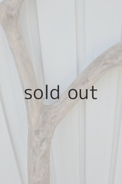 画像3: 大型 幹 (3)