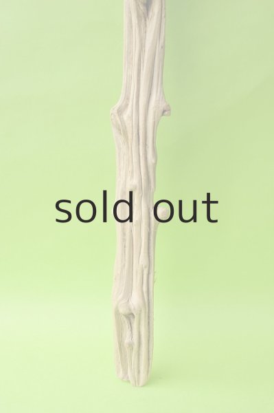 画像2: 幹流木 (2)