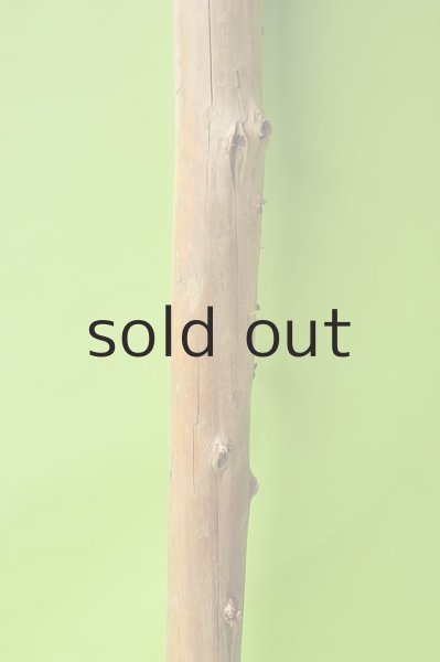 画像3: 幹流木 (3)