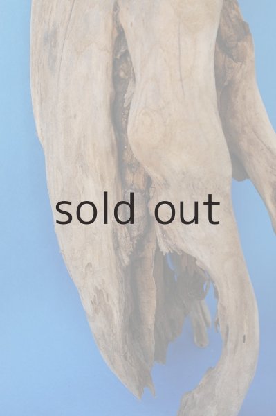 画像4: 大型 根 (4)