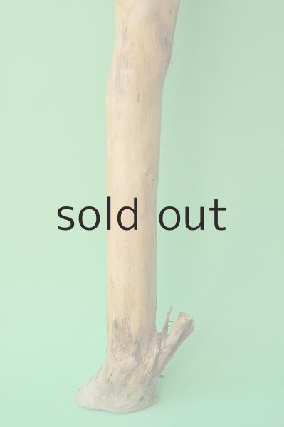 画像2: 幹流木 (2)