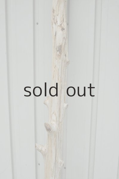 画像3: 大型 変形幹 (3)