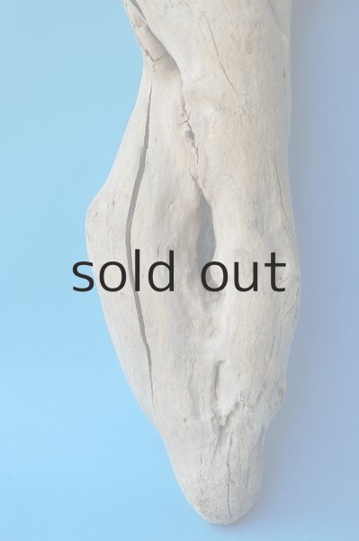 画像2: 幹流木 (2)