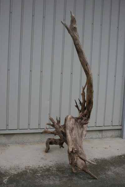 画像1: 大型流木根