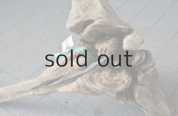 画像5: 大型 根 (5)