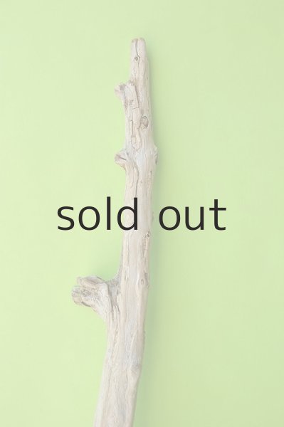 画像3: 幹流木 (3)