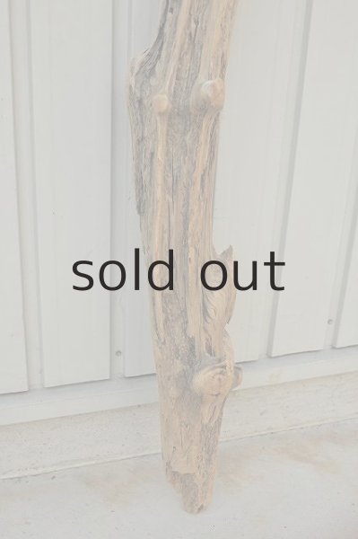 画像2: 大型 幹 (2)