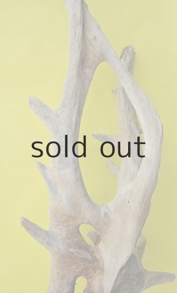 画像5: 大型 幹・根 (5)