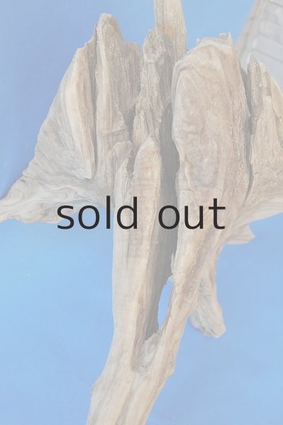 画像3: 大型 根 (3)