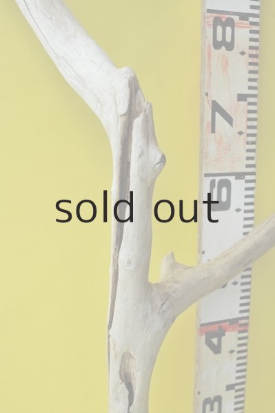 画像4: 幹流木 (4)