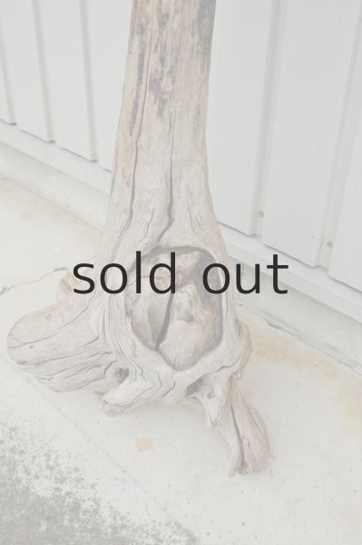 画像2: 大型 根 (2)