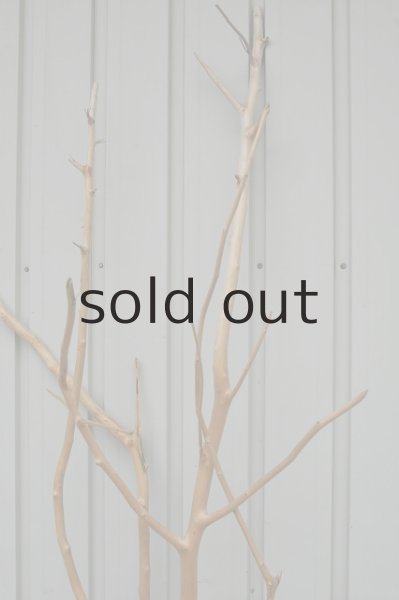 画像4: 大型 幹 (4)