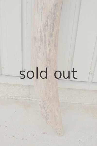 画像2: 大型 幹 (2)