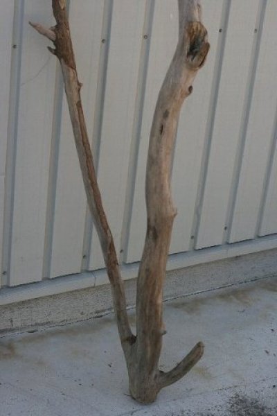 画像3: 大型　枝