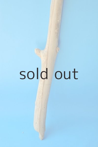 画像2: 幹流木 (2)