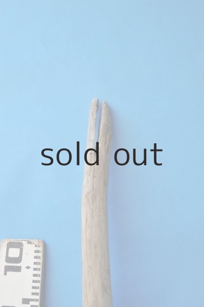 画像3: 幹流木 (3)