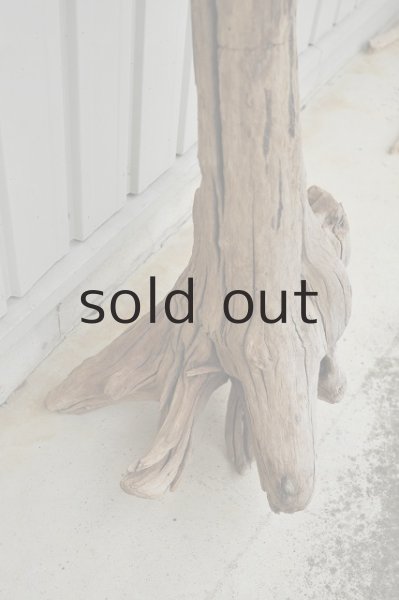 画像3: 大型 根 (3)