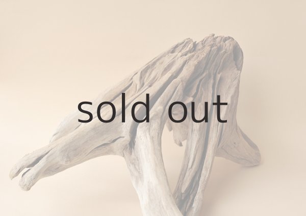 画像3: 流木根 (3)