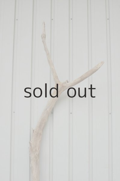 画像4: 大型 変形幹 (4)