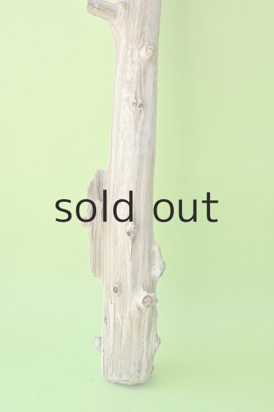 画像2: 幹流木 (2)