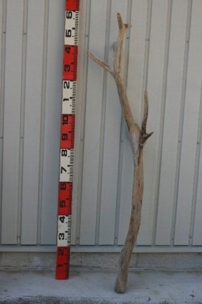 画像1: 大型　枝