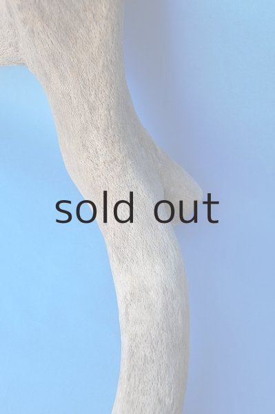 画像3: 幹流木 (3)