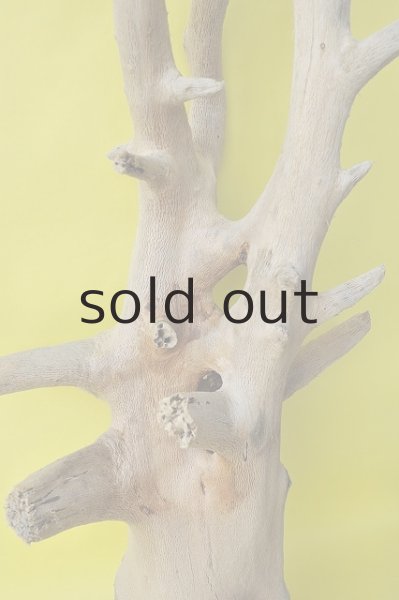 画像2: 大型 幹・根 (2)