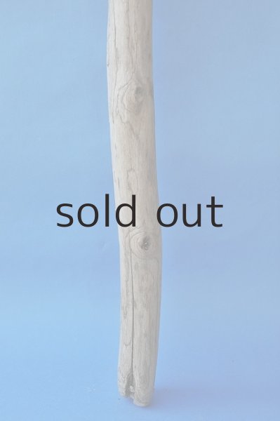 画像2: 幹流木 (2)