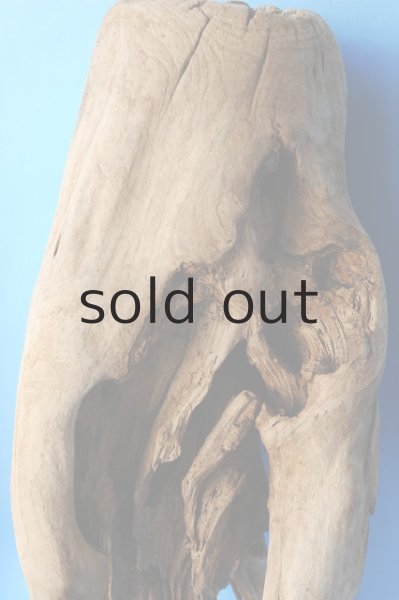 画像3: 大型 根 (3)