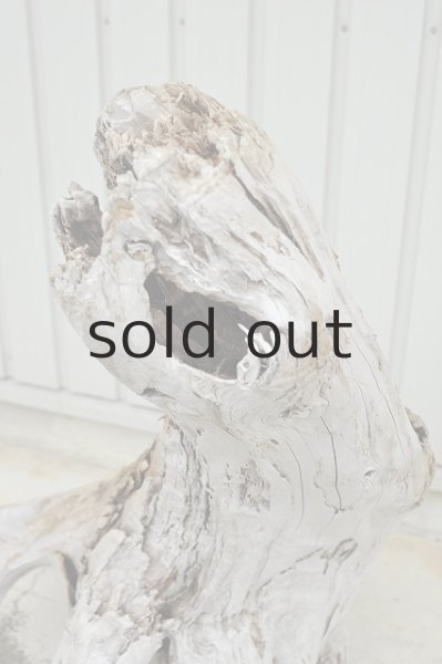 画像5: 大型 根 (5)