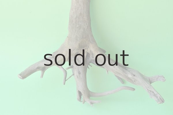 画像2: 流木根 (2)