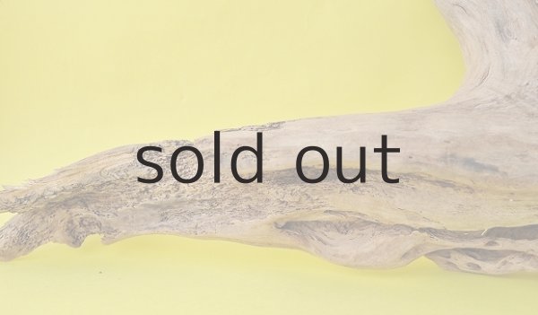 画像4: 流木根 (4)