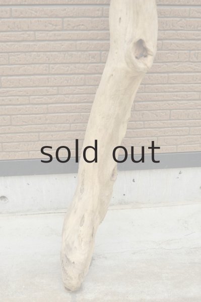 画像2: 幹流木 (2)