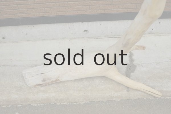 画像2: 大型 変形幹 (2)