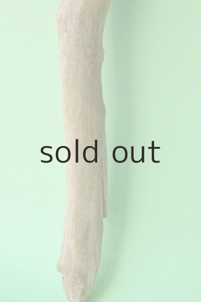 画像3: 幹流木 (3)