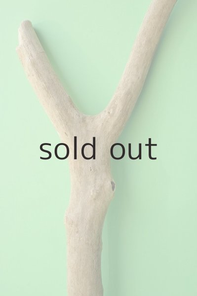 画像4: 幹流木 (4)