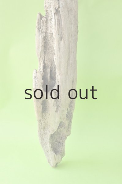 画像3: 幹流木 (3)