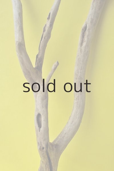 画像3: 幹流木 (3)