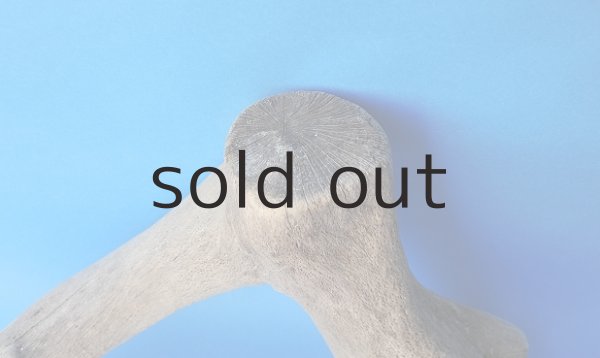 画像2: 幹流木 (2)